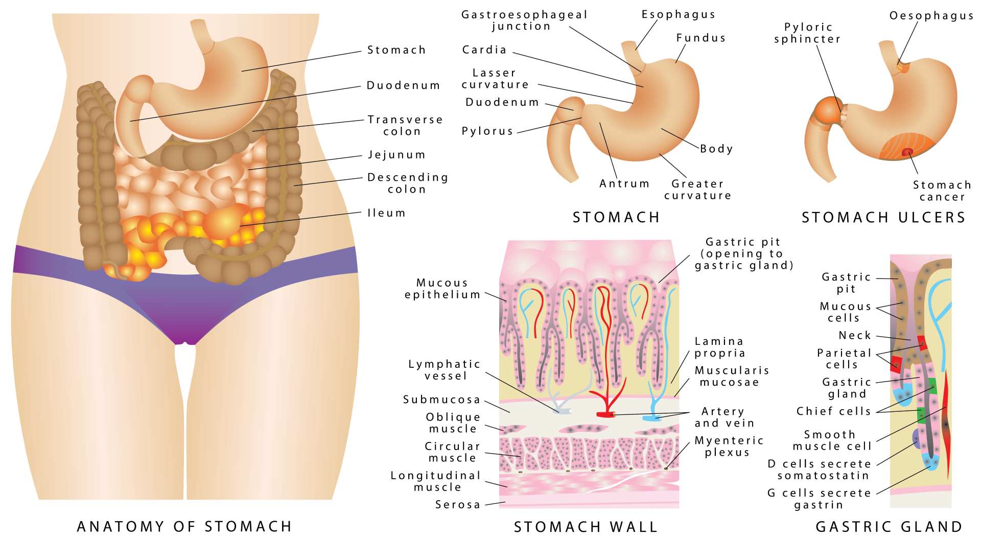 Abdominal Muscle Strain: Symptoms & Treatment