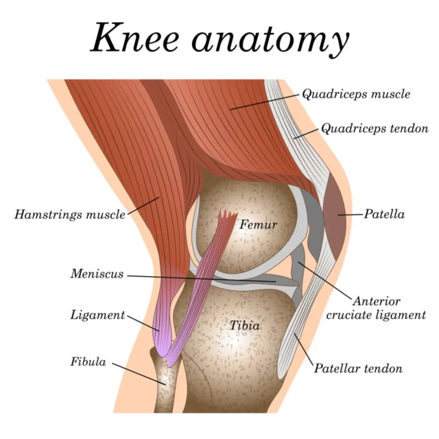 https://neuragenex.com/wp-content/uploads/2023/08/knee-anatomy-sideview-640x640.webp