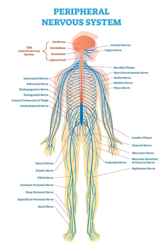 peripheral nervous system 