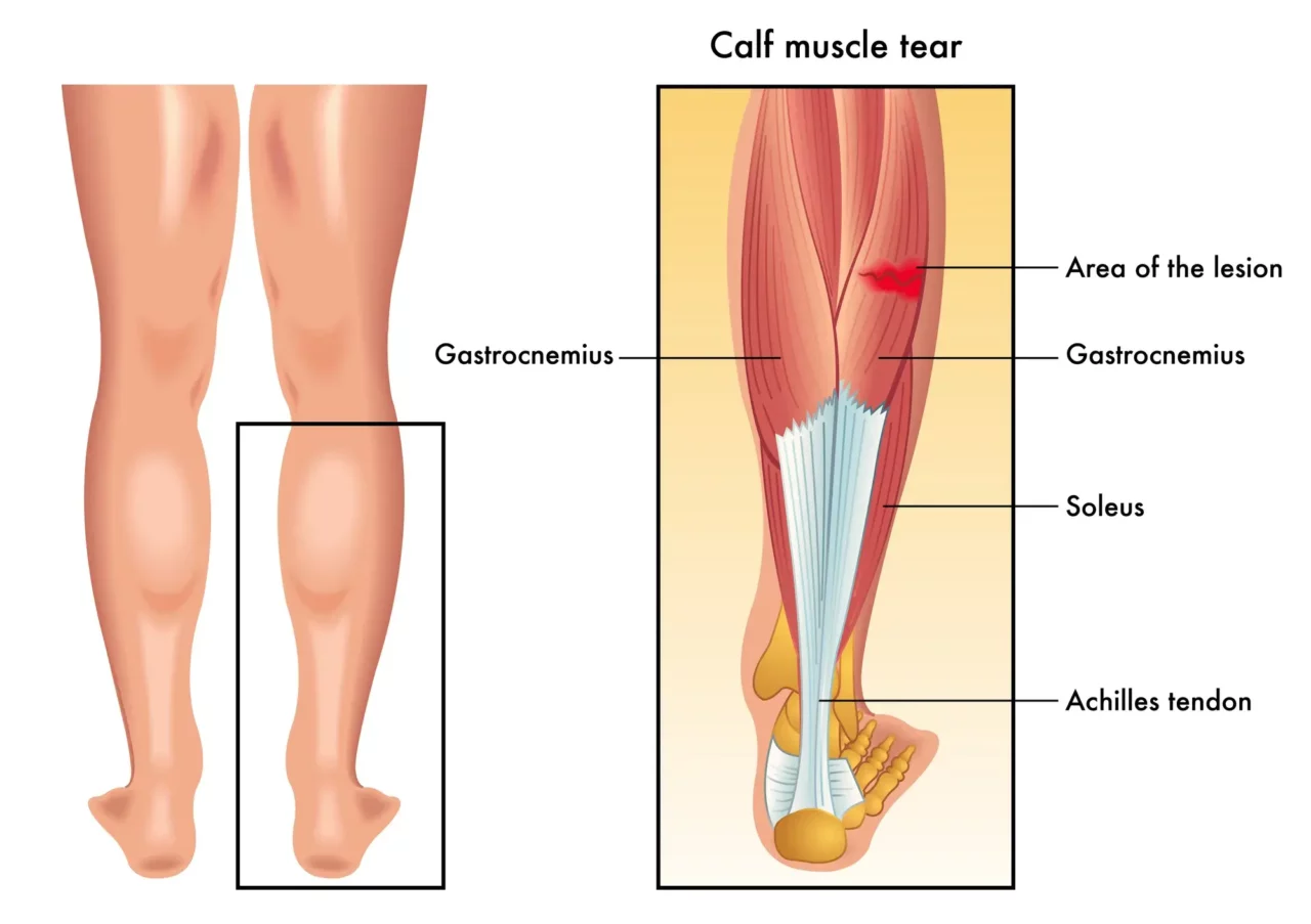 Your calf muscles are your second heart! The body is engineered so that